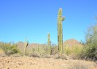 Saguaro Cactus, Lost Dog Wash  Saguaro Cactus, Hike Lost Dog Wash Trail, Sonoran Desert, McDowell Mountains : 2018, AZ, Arizona, Hiking, Lost Dog Wash Trail, McDowell Mountain area, Phoenix, Sonoran Desert