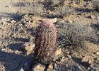 Barrel Cactus,Lost Dog Wash  Barrel Cactus, Hike Lost Dog Wash Trail, Sonoran Desert, McDowell Mountains : 2018, AZ, Arizona, Hiking, Lost Dog Wash Trail, McDowell Mountain area, Phoenix, Sonoran Desert