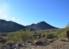 Barrel Cactus,Lost Dog Wash  Barrel Cactus, Hike Lost Dog Wash Trail, Sonoran Desert, McDowell Mountains : 2018, AZ, Arizona, Hiking, Lost Dog Wash Trail, McDowell Mountain area, Phoenix, Ringtail Trail, Sonoran Desert