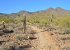 Saguaro Cactus, Lost Dog Wash  Saguaro Cactus, Hike Lost Dog Wash Trail, Sonoran Desert, McDowell Mountains : 2018, AZ, Arizona, Hiking, Lost Dog Wash Trail, McDowell Mountain area, Phoenix, Ringtail Trail, Sonoran Desert