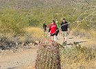 Barrel Cactus,Lost Dog Wash  Barrel Cactus, Hike Lost Dog Wash Trail, Sonoran Desert, McDowell Mountains : 2018, AZ, Arizona, Hiking, Lost Dog Wash Trail, McDowell Mountain area, Phoenix, Sonoran Desert