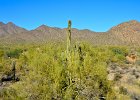 Saguaro Cactus, Lost Dog Wash  Saguaro Cactus, Hike Lost Dog Wash Trail, Sonoran Desert, McDowell Mountains : 2018, AZ, Arizona, Hiking, Lost Dog Wash Trail, McDowell Mountain area, Phoenix, Sonoran Desert