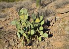Prickly pear, Lost Dog Wash  Prickly pear, Hike Lost Dog Wash Trail, Sonoran Desert, McDowell Mountains : 2018, AZ, Arizona, Hiking, Lost Dog Wash Trail, McDowell Mountain area, Phoenix, Sonoran Desert