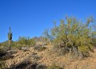 Ironwood Tree, Lost Dog Wash  Ironwood Tree, Hike Lost Dog Wash Trail, Sonoran Desert, McDowell Mountains : 2018, AZ, Arizona, Hiking, Lost Dog Wash Trail, McDowell Mountain area, Phoenix, Sonoran Desert