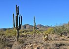 Saguaro Cactus, Lost Dog Wash  Saguaro Cactus, Hike Lost Dog Wash Trail, Sonoran Desert, McDowell Mountains : 2018, AZ, Arizona, Hiking, Lost Dog Wash Trail, McDowell Mountain area, Phoenix, Ringtail Trail, Sonoran Desert