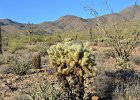 Chollas, Lost Dog Wash  Chollas, Branched-off going North on the Ringtail Trail, Hike Lost Dog Wash Trail, Sonoran Desert, McDowell Mountains : 2018, AZ, Arizona, Hiking, Lost Dog Wash Trail, McDowell Mountain area, Phoenix, Ringtail Trail, Sonoran Desert