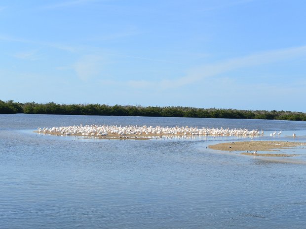 Bike Ding Darling 128125