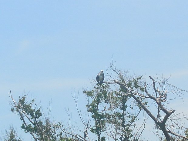 KayakClamBayou051825