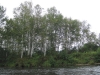 Birch Trees. Birch Trees.