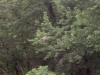 Hawk Hawk