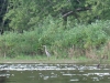 Great Blue Heron Great Blue Heron