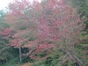 Red Red
