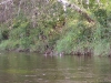 Ducks Ducks