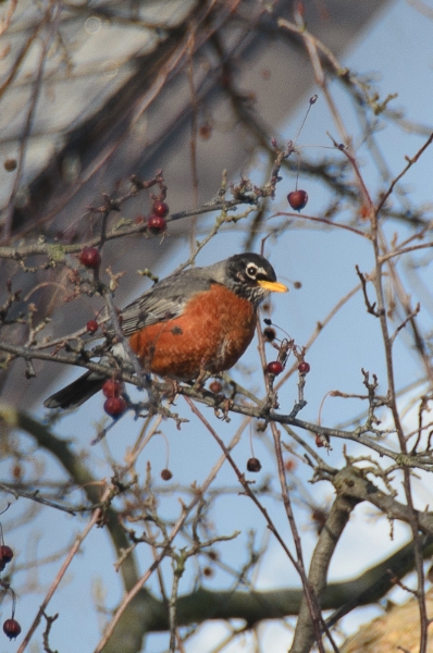 First Robin of Spring!