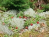 Lichen Lichen