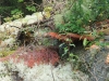 Pretty Vegetation Pretty Vegetation