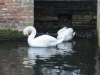 Swans Swans