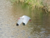 Ibis Ibis