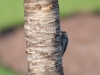 Woodpecker Woodpecker