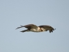 Osprey Osprey