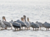 White Pelicans White Pelicans