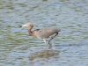 Reddish Egret Reddish Egret