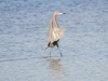 Reddish Egret Reddish Egret