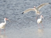 Ibis Ibis