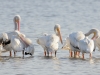 White Pelicans White Pelicans
