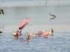 Roseate Spoonbills Roseate Spoonbills