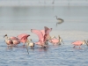 Roseate Spoonbills Roseate Spoonbills
