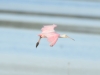 Roseate Spoonbills Roseate Spoonbills