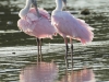 Roseate Spoonbills Roseate Spoonbills
