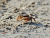 Crab Crab