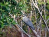 Black-crowned Night Heron Black-crowned Night Heron