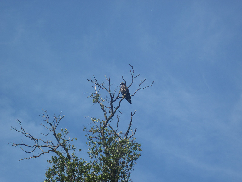 Juvenile Bald Eagle. Kayak Pine Island Sound, Buck Key Loop with Liz Bald Eagle