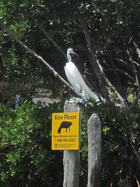 Great Egret. Kayak Pine Island Sound, Buck Key Loop with Liz Great Egret