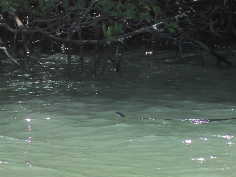 Water Snake. Kayak Pine Island Sound, Buck Key Loop with Liz. Roosevelt Channel, South, around Buck Key, through the Mangrove Trails, then back.  Lots of windy, choppy weather. Snake