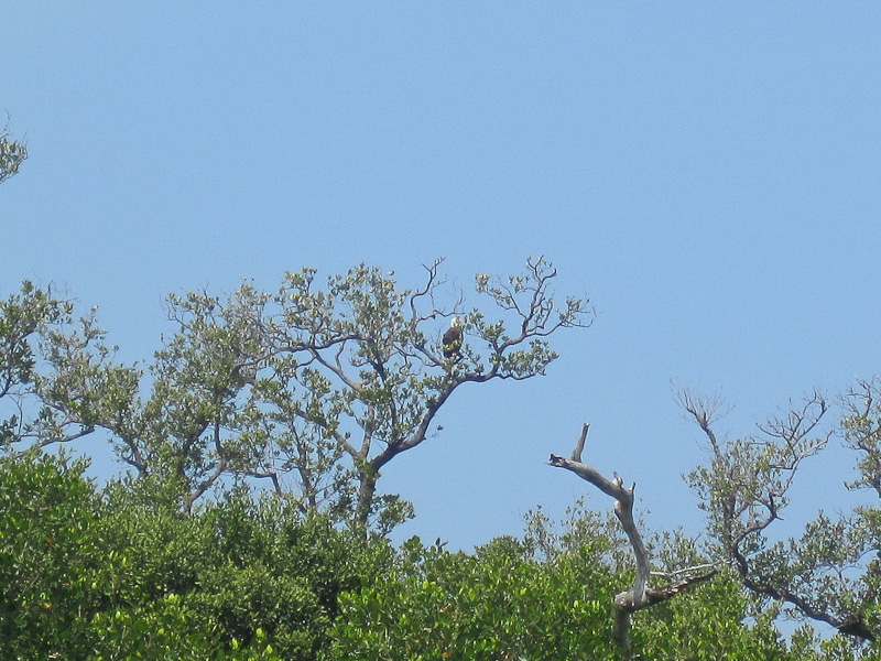Bald Eagle. Kayak Pine Island Sound, Buck Key Loop with Liz. Roosevelt Channel, South, around Buck Key, through the Mangrove Trails, then back.  Lots of windy, choppy weather. Bald Eagle