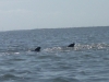 Dolphin. Dolphin.