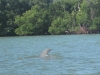 Dolphin. Dolphin.