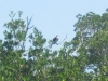 Osprey Osprey