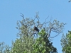 Eagle Eagle