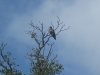 Bald Eagle Bald Eagle