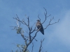 Bald Eagle Bald Eagle