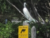 Great Egret Great Egret