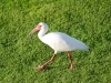 Ibis Ibis