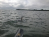 Cormorant Cormorant