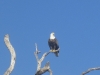 Bald Eagle on Buck Key