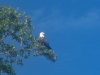Bald Eagle on Buck Key